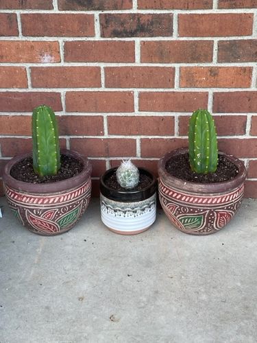 Customer photo review of San Pedro Cactus | Echinopsis pachanoi