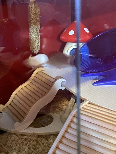 Customer photo review of Niteangel Hamster Climbing Toy Wooden Ladder Bridge for Hamsters Gerbils Mice and Small Animals