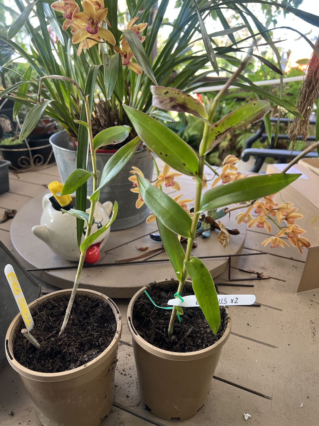 Customer photo review of Crucifix Orchid | Epidendrums