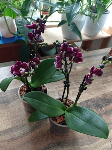 Customer photo review of Table Dance Blackpearl mit schwarzen Blüten mit 2 Stielen