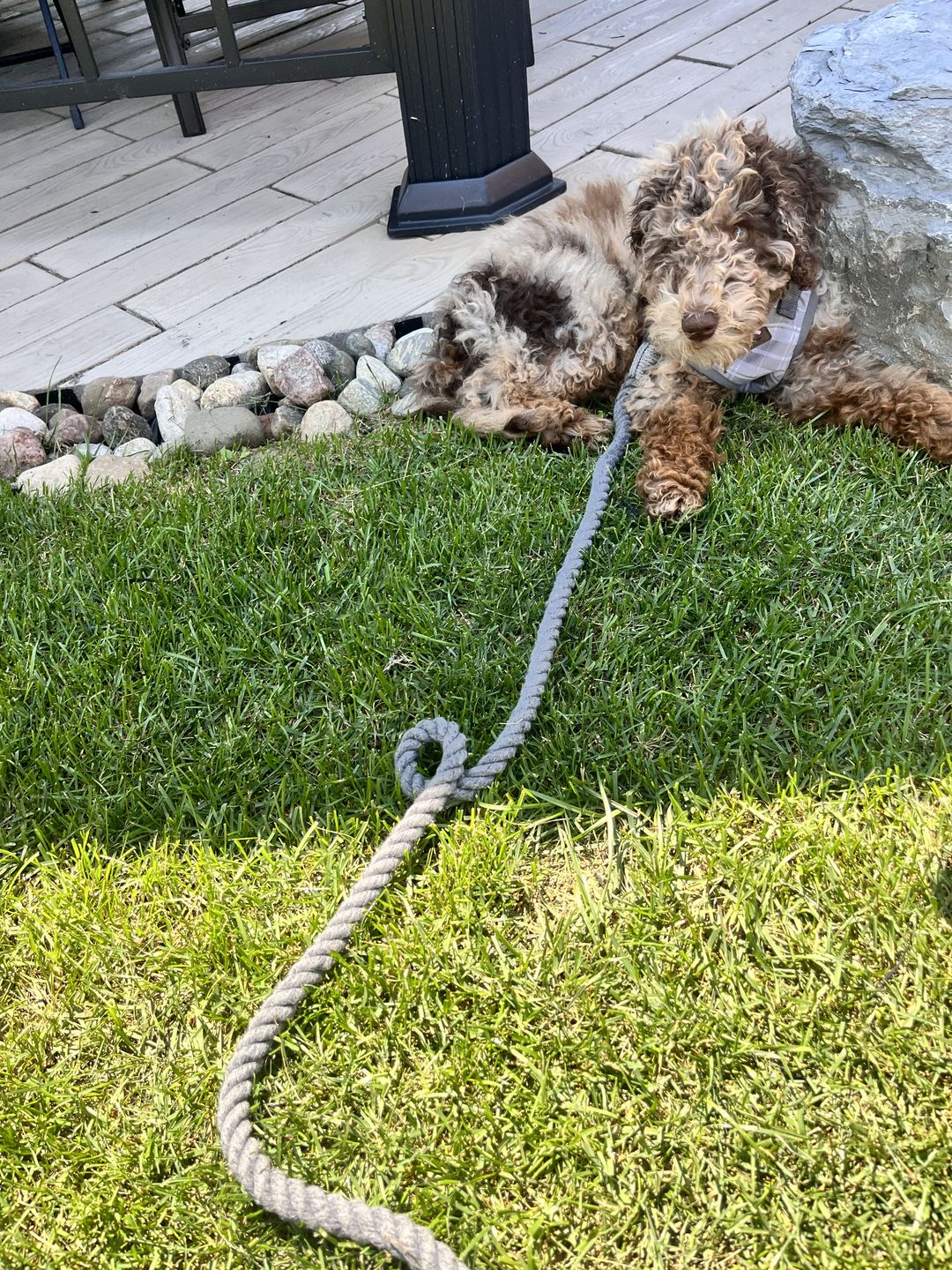 Customer photo review of Hands-Free Cotton Rope Leash