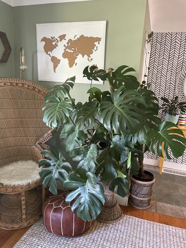 Customer photo of The Original Bendable Moss Pole™ - Best Seller (Pins Included) from Kate M.
