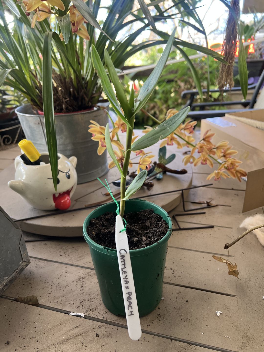 Customer photo review of Crucifix Orchid | Epidendrums