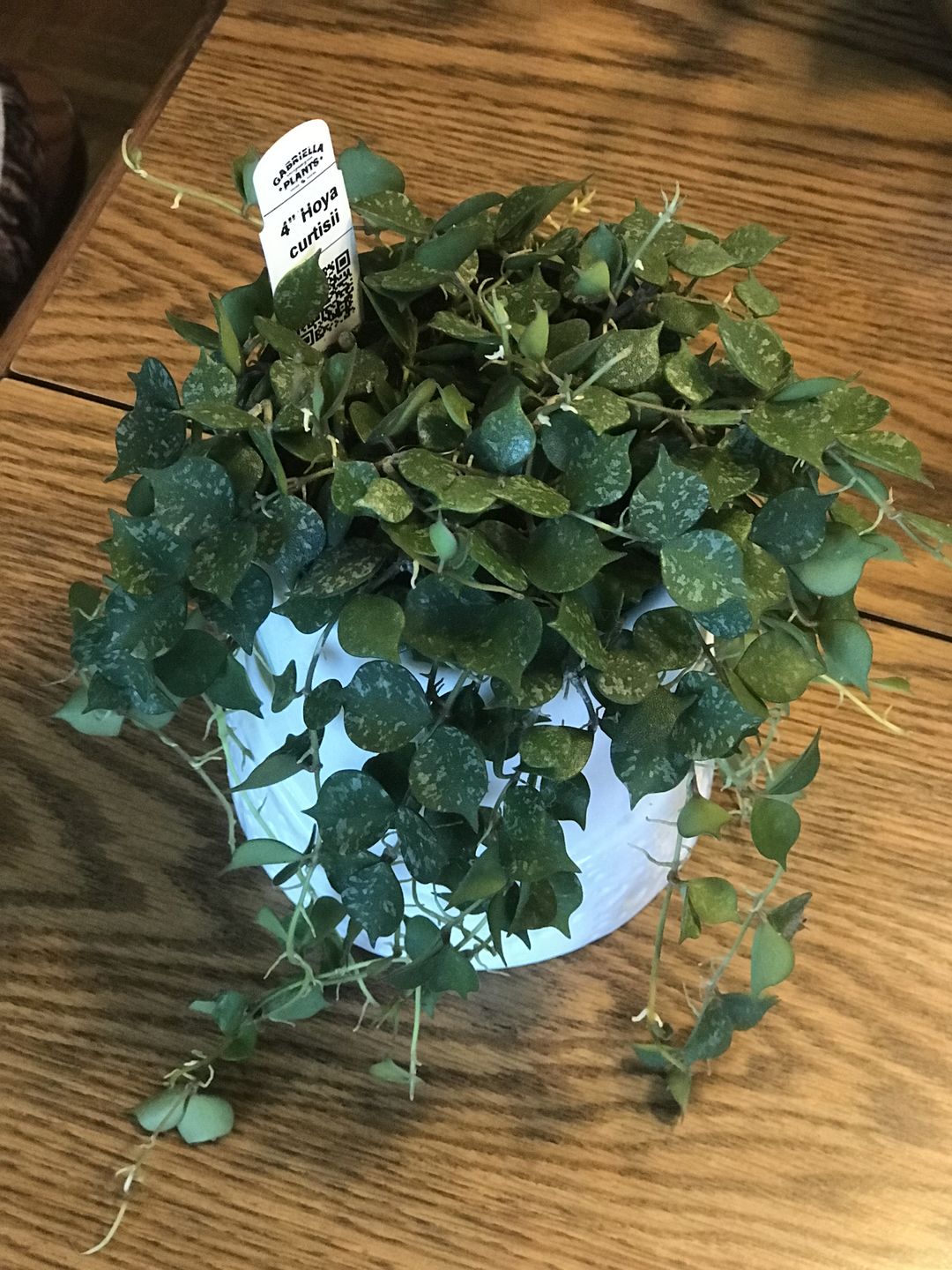 Customer photo review of 4" Hoya curtisii