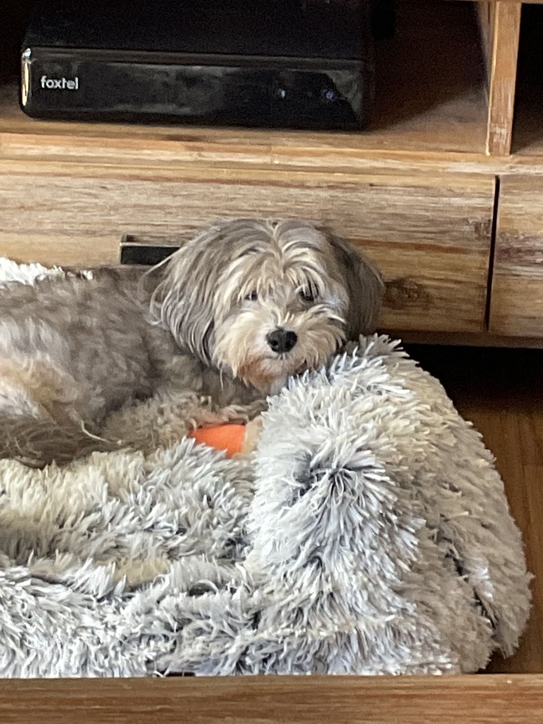 Customer photo review of Pawz Running Bum Bag