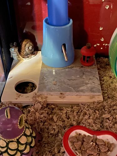 Customer photo review of Niteangel 3-Chamber Hideout For Hamsters & Mice