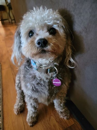 Customer photo review of Woof Pack