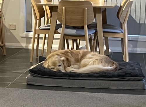 Customer photo review of Pawz Dog Memory Foam Mattress