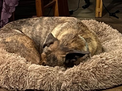 Customer photo review of Pawz Non-Removable Calming Pet Bed
