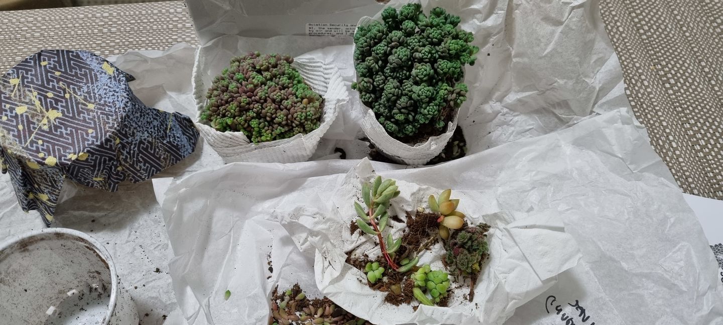 Customer photo review of Sedum dasyphyllum 'Lilac Mound'