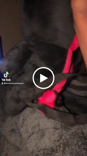 Customer video review of Rabbit Plush Backpack (24" RED/BLACK)
