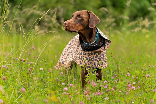 Customer photo review of Visibility Raincoat Lite Leopard for Dogs