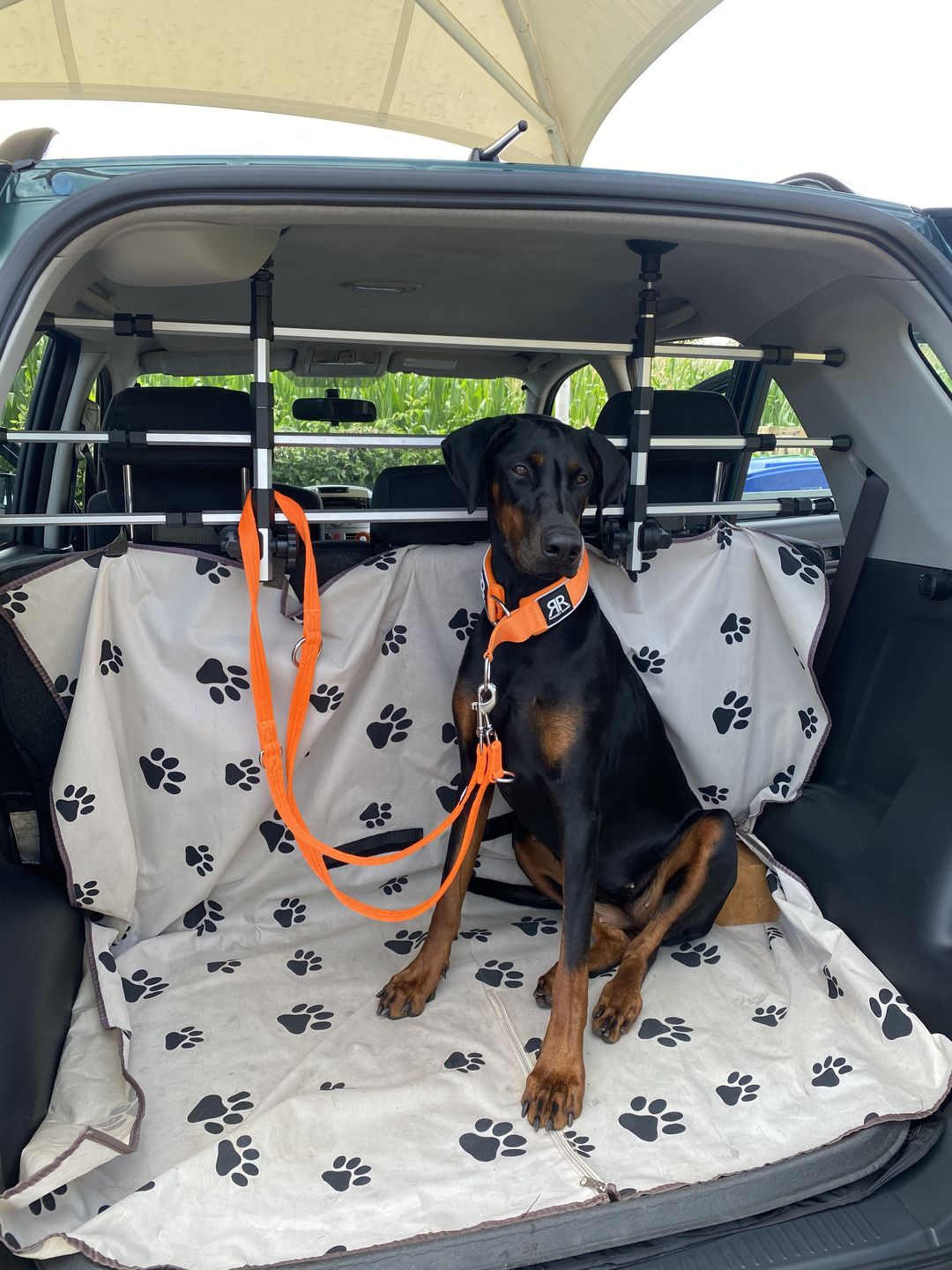 Customer photo review of 5cm RR Collar | Soft Padded & Reflective | Series 2 - Orange