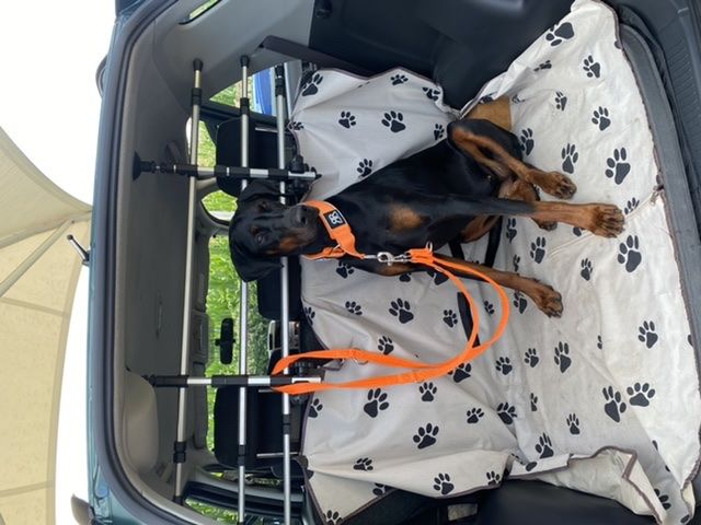 Customer photo review of Double Ended Training Lead | All Breeds - Durable & Soft 2m Lead - Orange