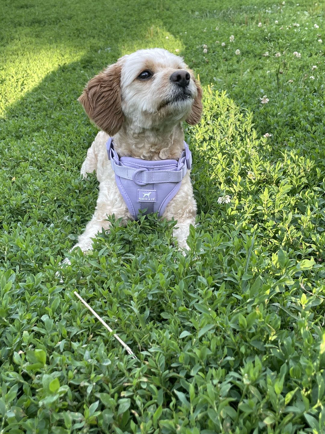 Customer photo review of Hands-Free Cotton Rope Leash