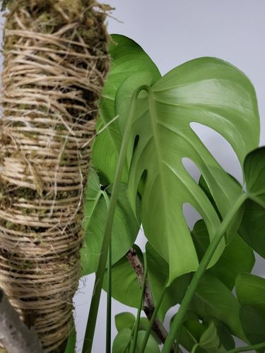 Customer photo of The Original Bendable Moss Pole™ - Best Seller (Pins Included) from Alaine P.