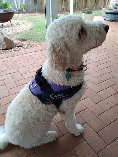 Customer photo review of No-Pull Dog Harness Australia-60% Off Today