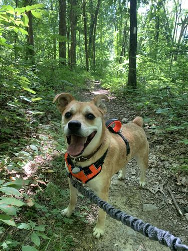 Customer photo review of Explorer