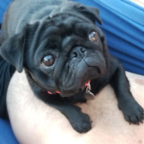 Customer photo review of Hemp Seed Oil for Dogs (200ml)