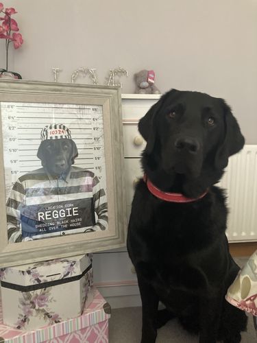 Customer photo review of Naughty Pet Mugshot - Custom Pet Portrait