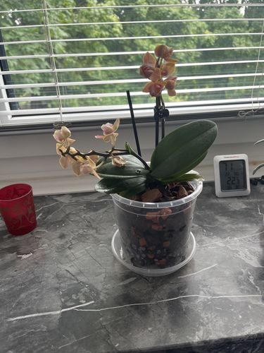 Customer photo review of Duftorchidee Dusty Belle mit rot-orangenen Blüten