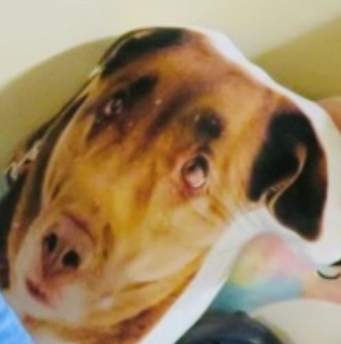 Customer photo review of Create A Custom Dog Pillow