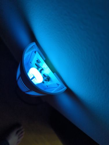 Customer photo review of WallTrap Refills (8-Pack) Sticky Pads