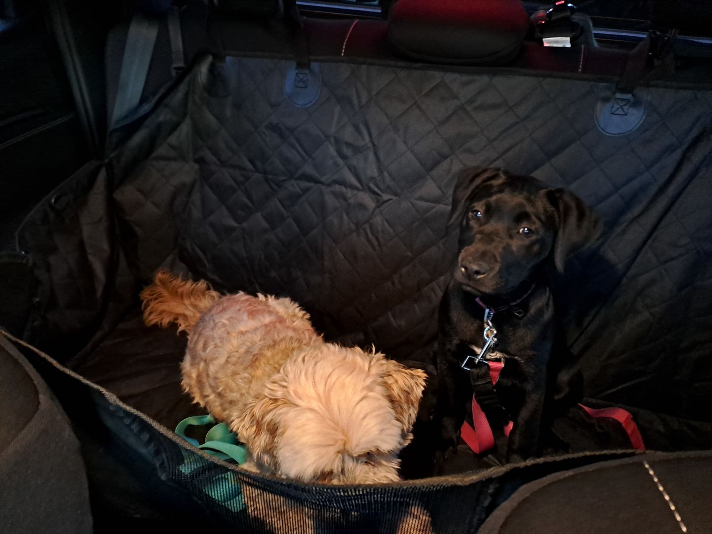 Customer photo review of Pawz Back Seat Cover