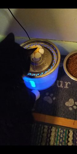 Customer photo review of Cat Flower Fountain