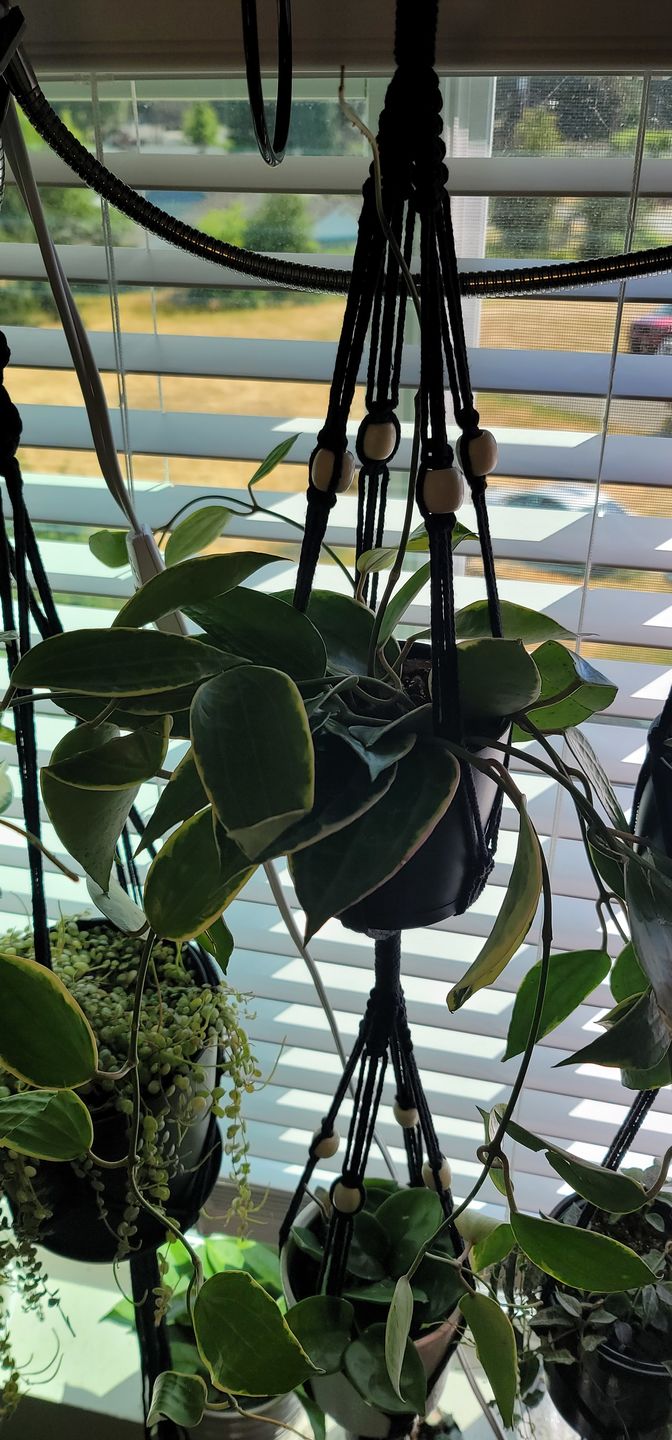 Customer photo review of 4" Hoya macrophylla 'Variegata'