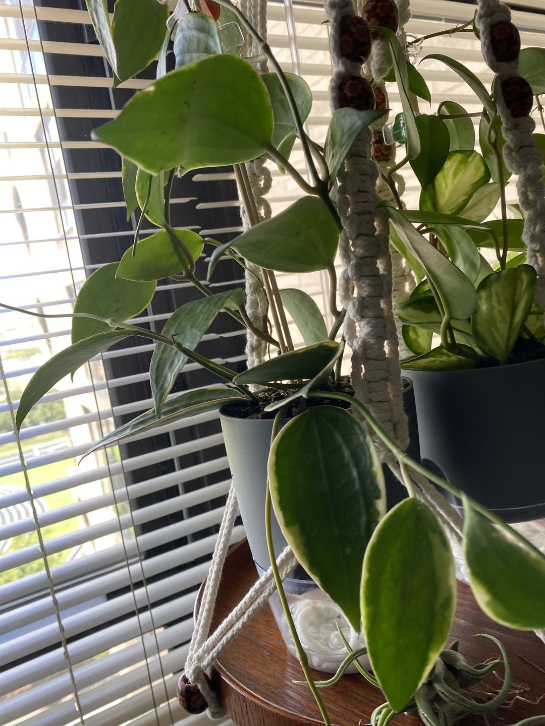 Customer photo review of 4" Hoya macrophylla 'Variegata'