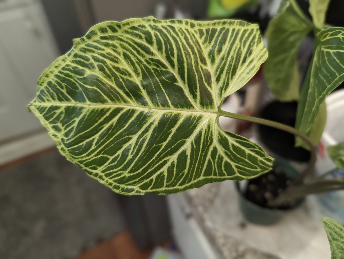 Customer photo review of 3" Syngonium podophyllum 'Batik'