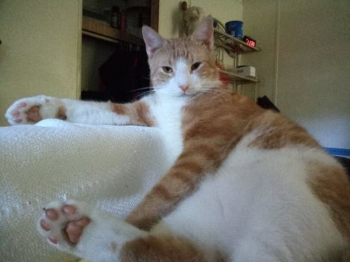 Customer photo review of Stronghold Plus For Cats 11 lbs to 22 lbs (5-10kg) 3 Pack