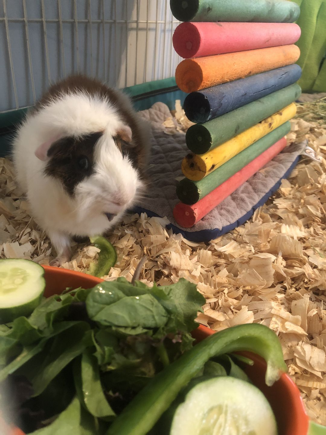 Customer photo review of GuineaDad Liner - Smaller Size Fleece Liner Without Pockets