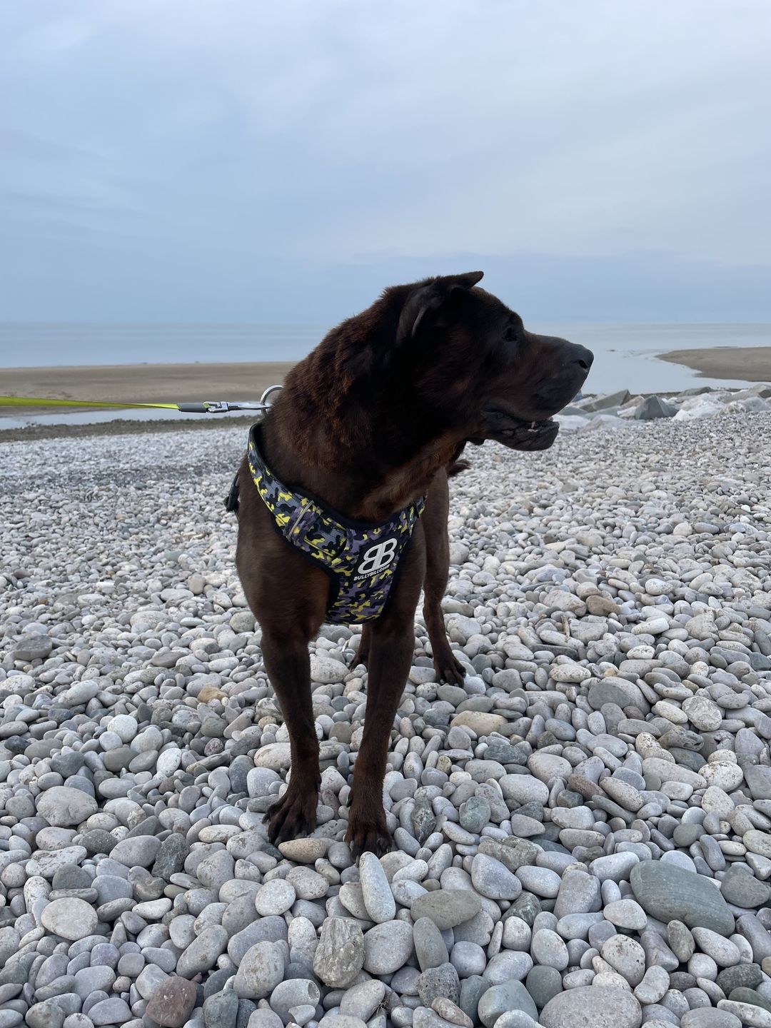 Customer photo review of 1.4m Swivel Combat Lead | Neoprene Lined, Secure Rated Clip with Soft Handle - CAMO Lightning