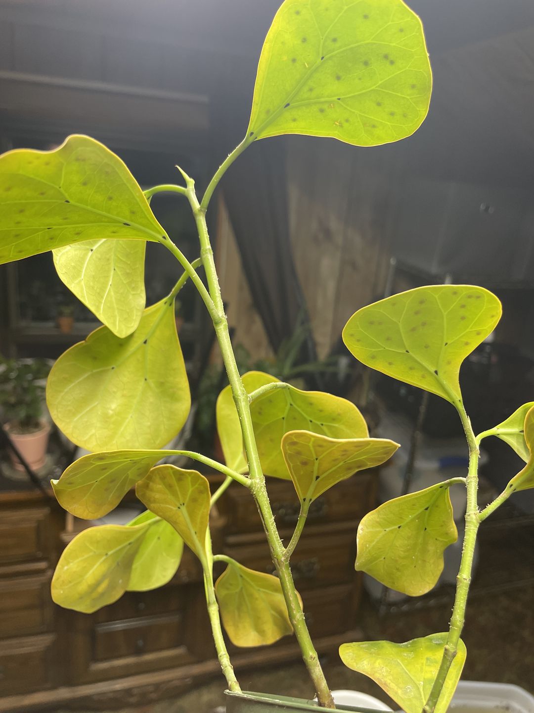 Customer photo review of 4" Ficus deltoidea
