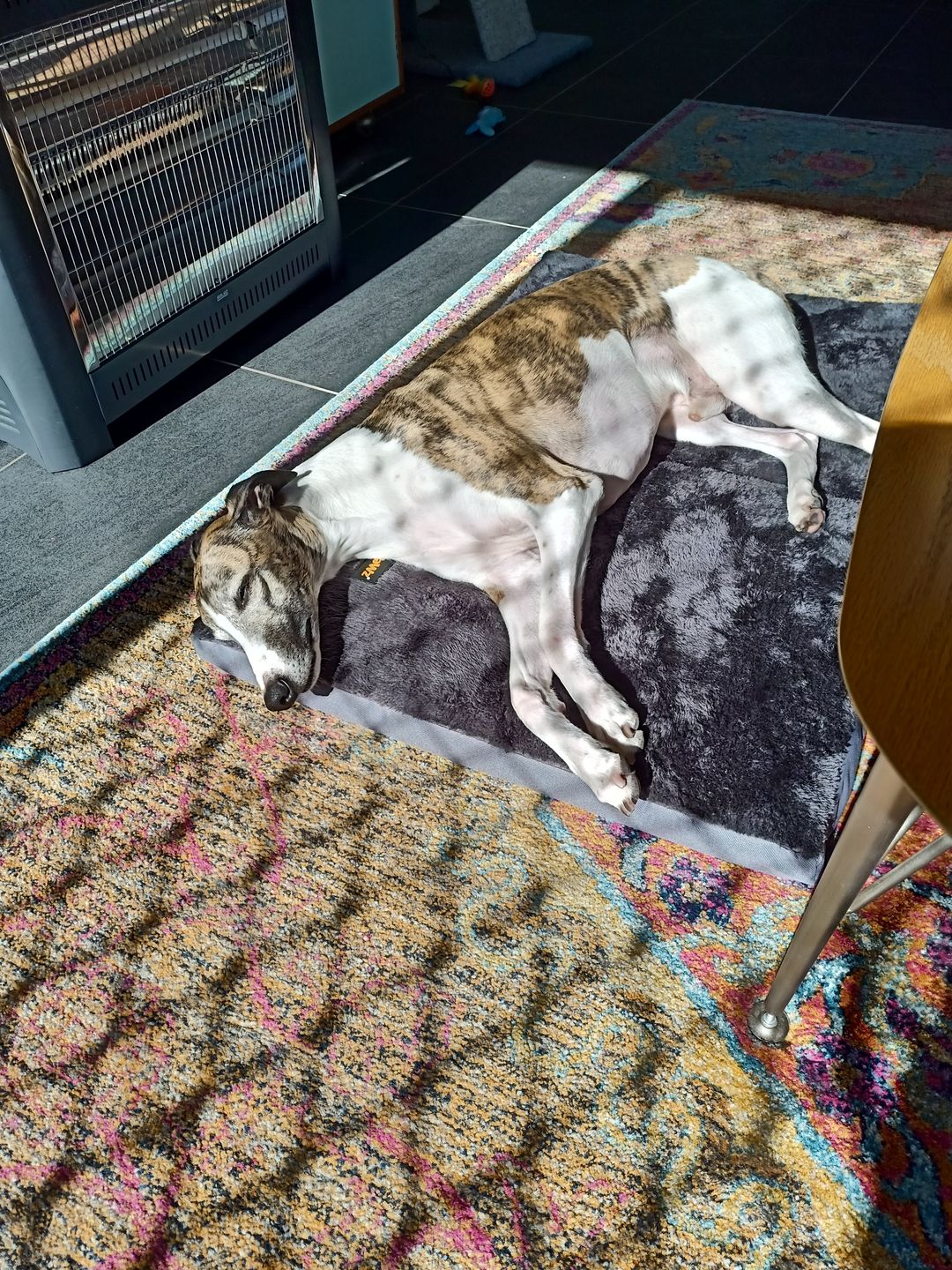 Customer photo review of Pawz Foldable Pet Beds