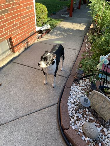 Customer photo review of Revolution Teal For Large Dog 44-88lbs (20-40kg)