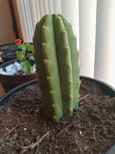 Customer photo review of San Pedro Cactus | Echinopsis pachanoi