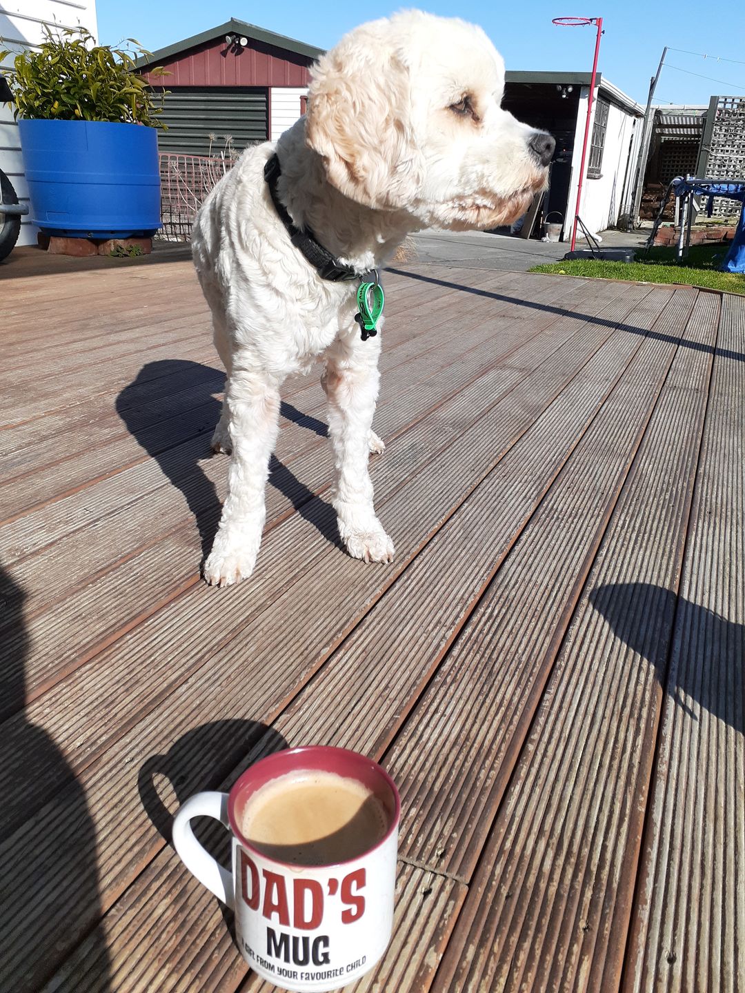 Customer photo review of Decaffeinated Blend