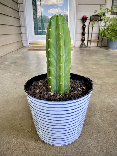 Customer photo review of San Pedro Cactus | Echinopsis pachanoi