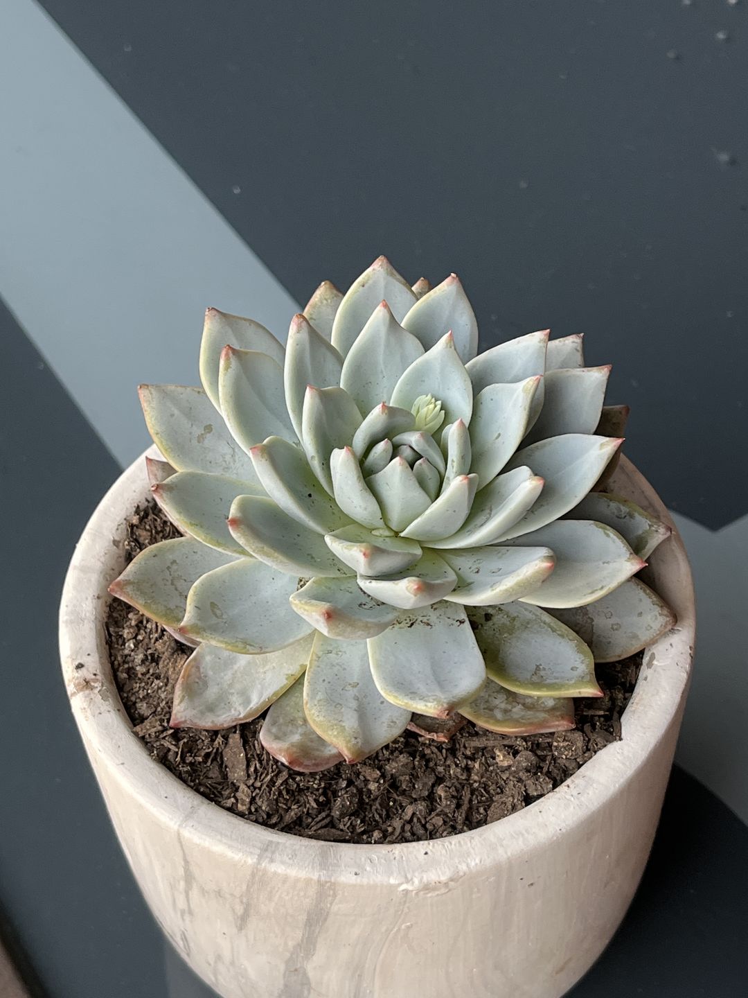 Customer photo review of Echeveria 'Blue Bird'