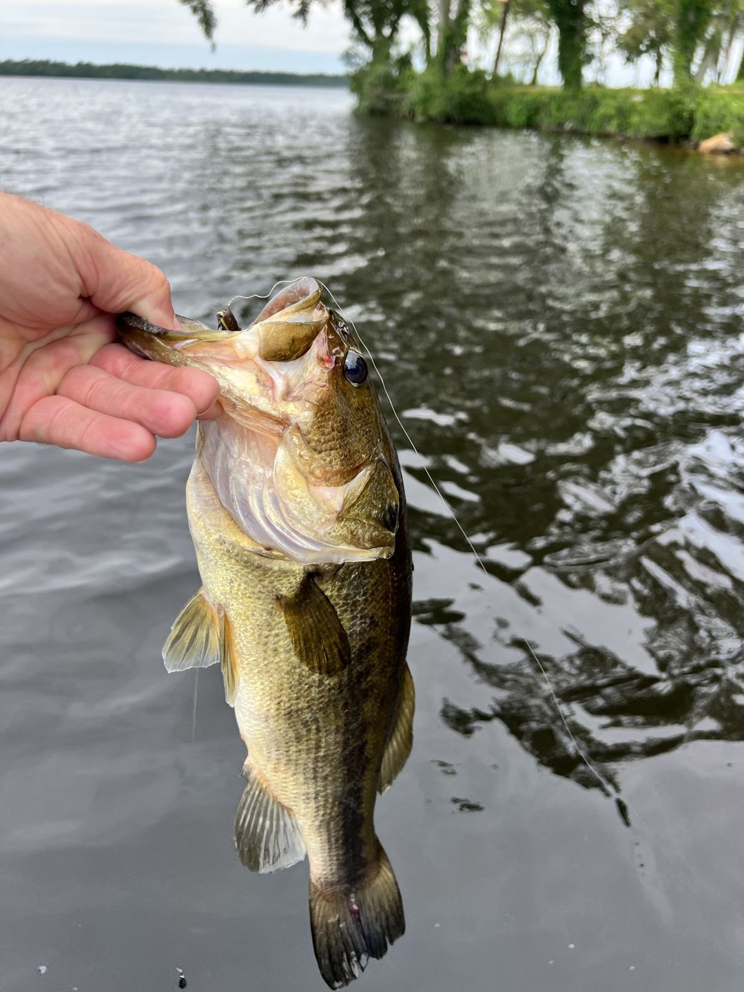 Customer photo review of 97% Density Tungsten Skinny Drop Shot Weights | Bulk Pack | Cylinder Drop Shot Weights