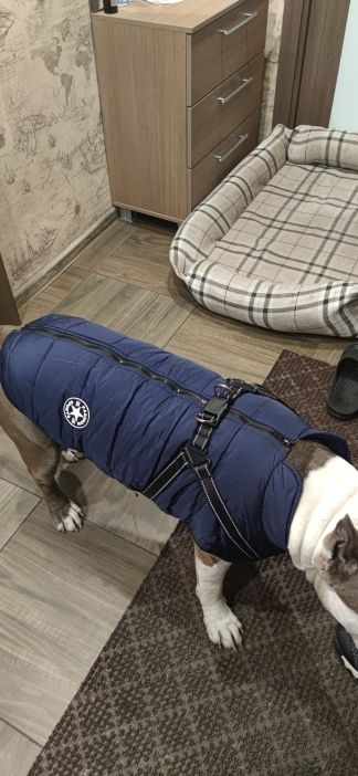 Customer photo review of DoggyKings™ 3 in 1 Jacket