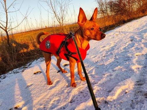 Customer photo review of DoggyKings™ 3 in 1 Jacket