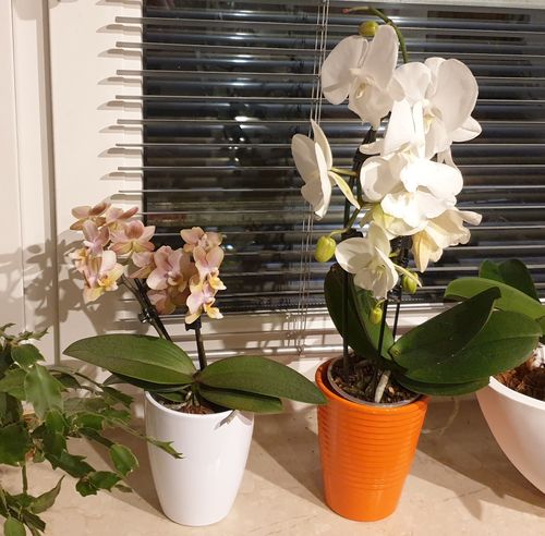 Customer photo review of Cocktail Orchidee mit gelben und roten Blüten