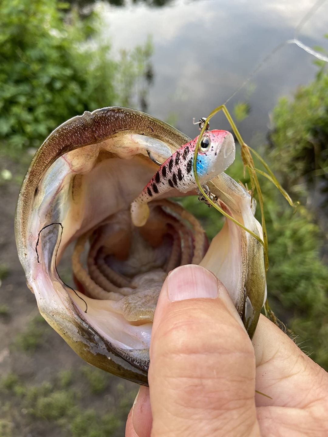 Customer photo review of Shadtale Soft Fishing Lures | BKK Hooks | Paddle Tail Swimbait  | For Bass & Trout & Crappie & Walleye
