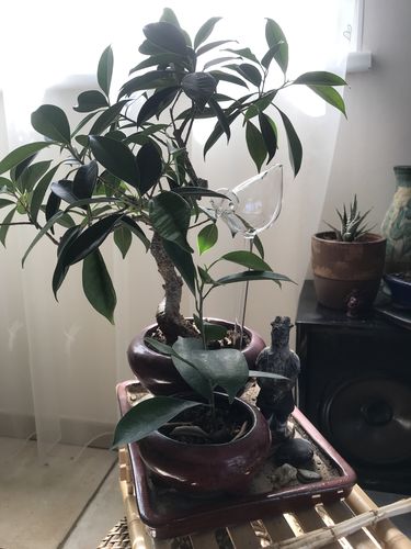 Customer photo review of Mon petit oiseau - Le Jardin de Mamie®