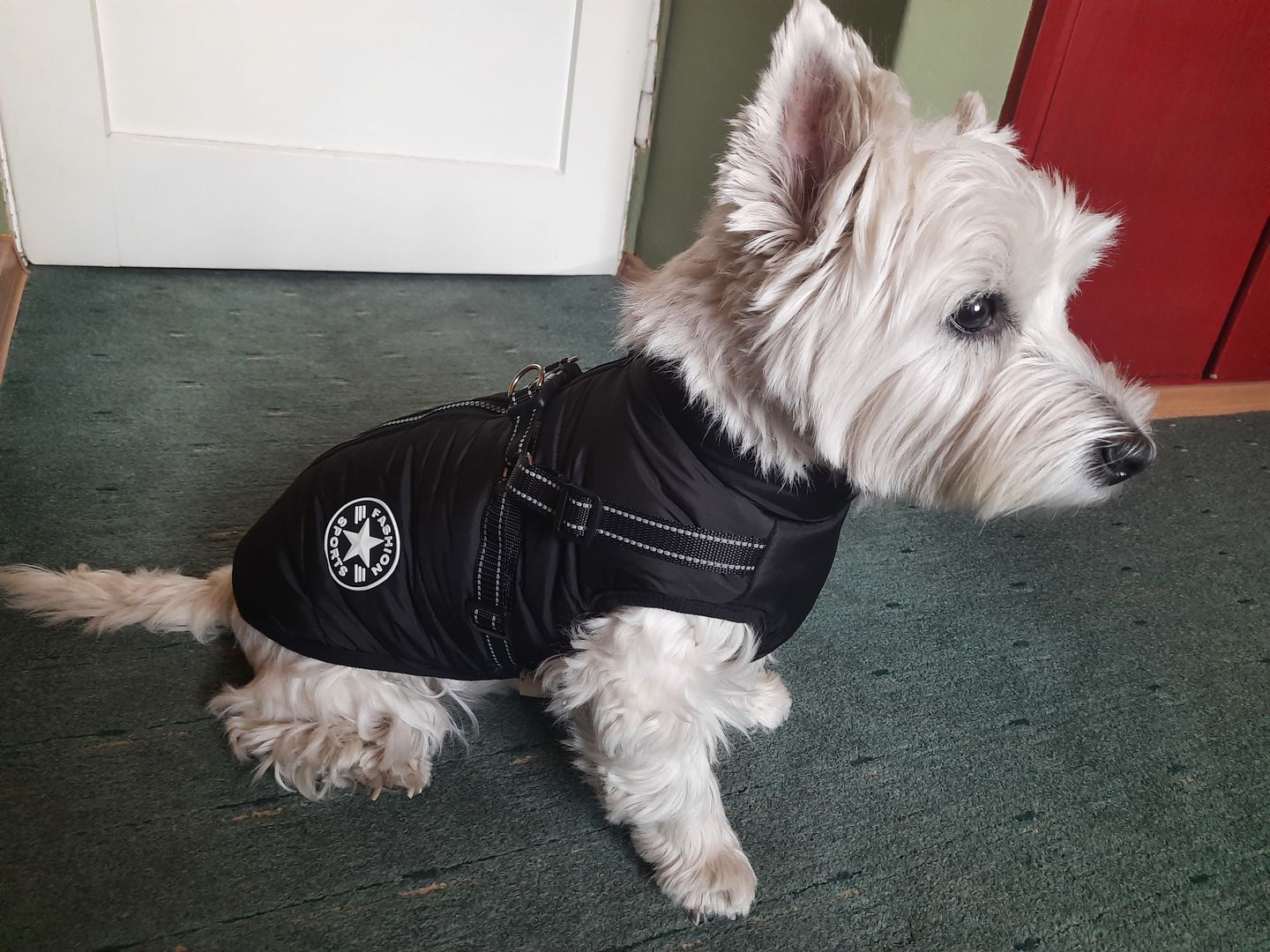Customer photo review of DoggyKings™ 3 in 1 Jacket
