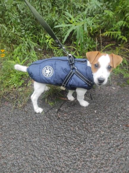 Customer photo review of DoggyKings™ 3 in 1 Jacket